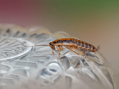 About Termite Inspection Clark Park - termite inspection experts in Clark Park